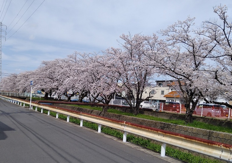 桜満開(*´▽｀*)